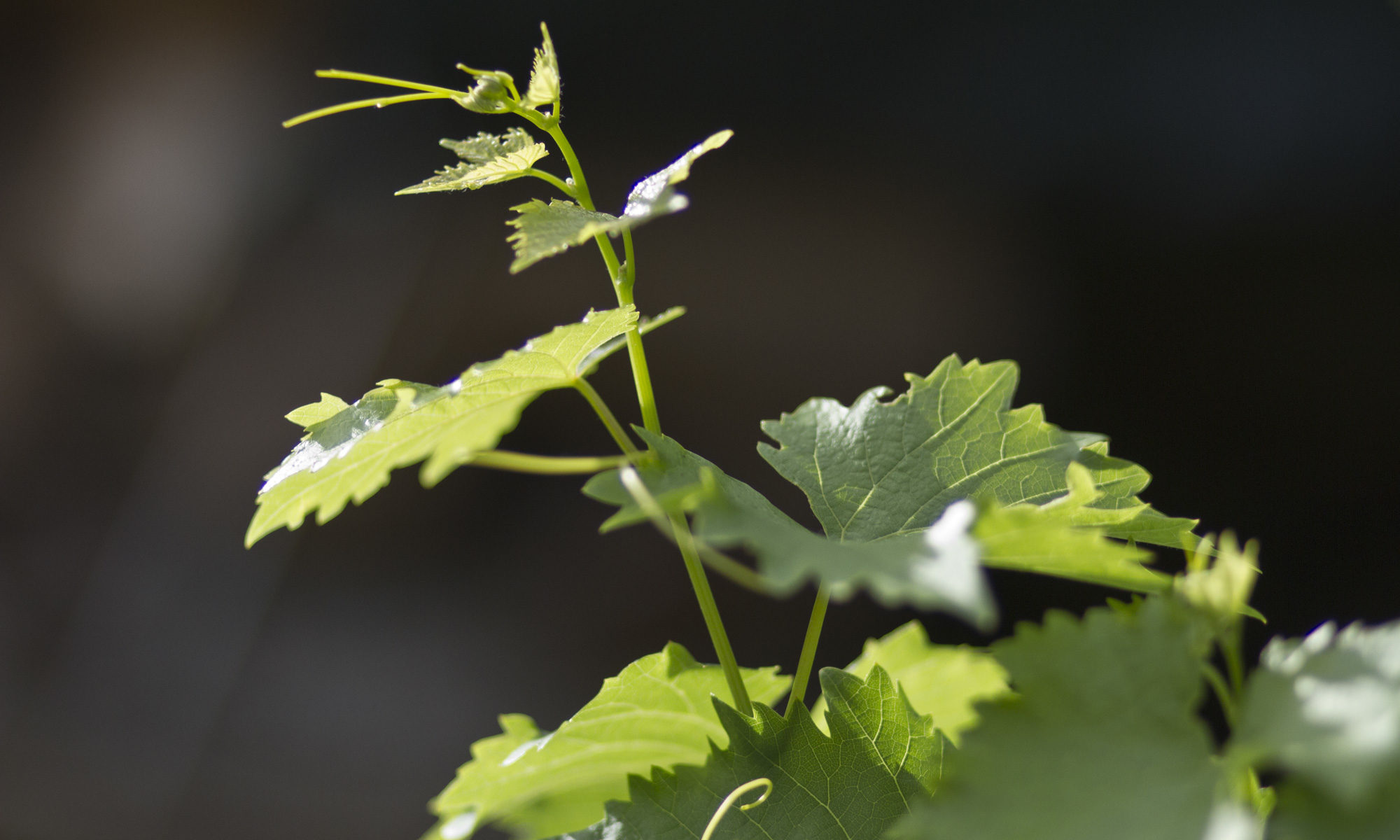 Vignes en Transition