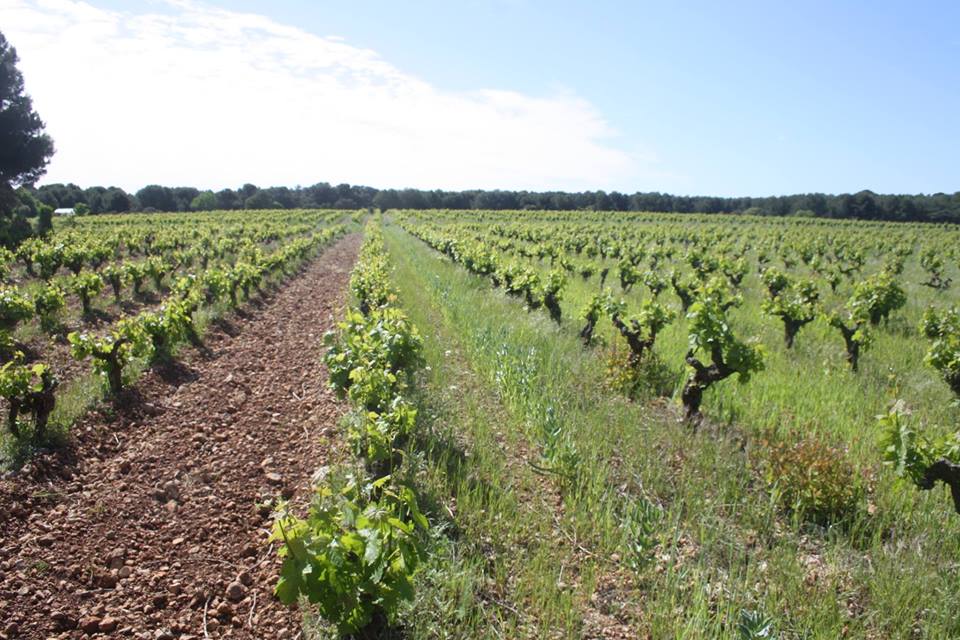 Domaine d'Aresquiers
