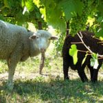 enherbement-de-la-vigne