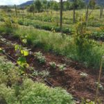 vignes Octon2