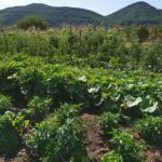 vignes octon3