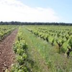 enherbement de la vigne