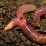 vers de terre et fertilité du vignoble