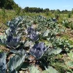 vignes potager