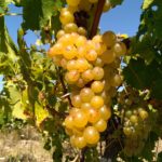 vigne en transition muscat